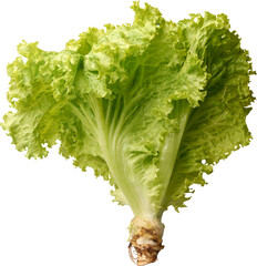 bunch of fresh green lettuce leaves still attached to base isolated white background, crisp vibrant...