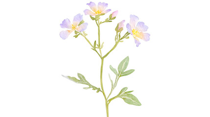 Fototapeta premium A flower with a stem and leaves