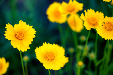 The golden chrysanthemum in the park blooms with beautiful golden flowers. Close up