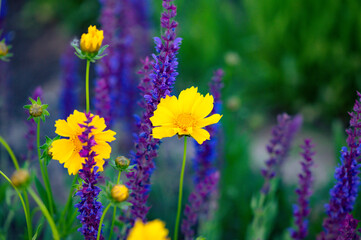 The golden chrysanthemum in the park blooms with beautiful golden flowers. Close up