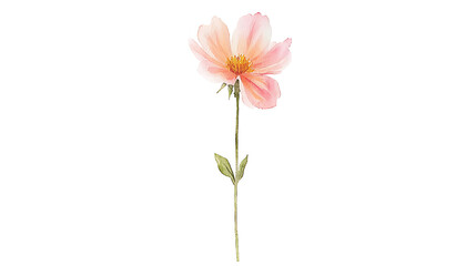 Fototapeta premium A watercolor painting of a pink flower with a stem