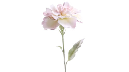 A single flower with a stem and a leaf