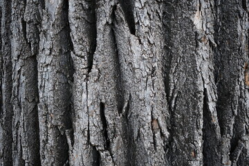 Tree bark, rough texture.