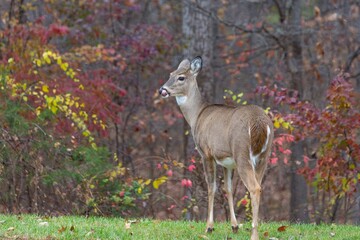 White-tailed Deer with tongue sticking out of mouth