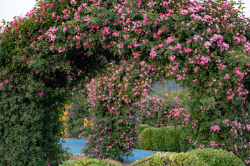 When the red rose flowers are in full bloom, a close-up of the rose flowers