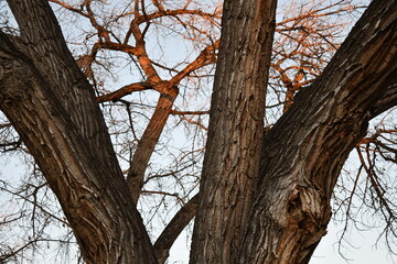 Obraz premium Trees with no leaves, twilight lighting.