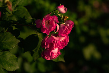 When the red rose flowers are in full bloom, a close-up of the rose flowers
