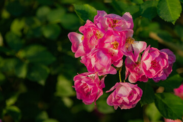 Fototapeta premium When the red rose flowers are in full bloom, a close-up of the rose flowers
