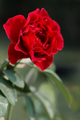 Beautiful purplish red roses under sunlight in rose garden. Floral natural background with rose flower.