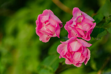 When the red rose flowers are in full bloom, a close-up of the rose flowers