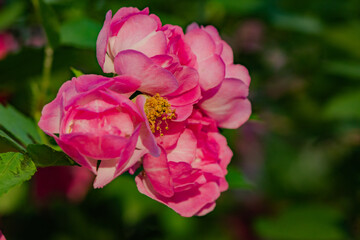 When the red rose flowers are in full bloom, a close-up of the rose flowers