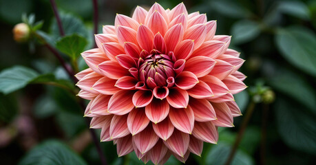 beauty flower colorful nature leaf floral bloom