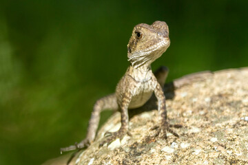Hatchling Australian Eastern Water Dragon