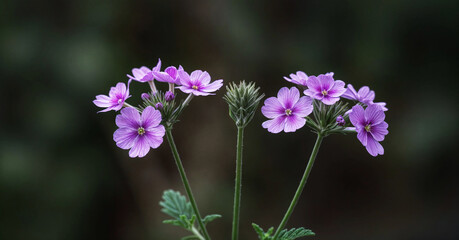 beauty flower colorful nature leaf floral bloom