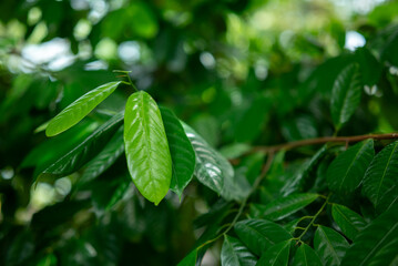 Fresh nutmeg tree leaves on the tree