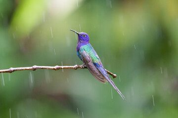 Beija flor tesoura (Eupetomena macroura) olhando para a esquerda e se molhando na chuva sob um lindo fundo verde desfocado