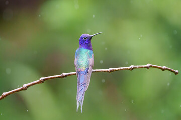 Beija flor tesoura (Eupetomena macroura) olhando para a direita e se molhando na chuva sob um lindo fundo verde desfocado