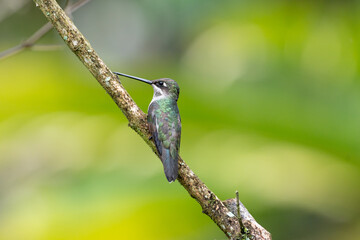 Bico reta de banda branca (Heliomaster squamosus) pousado em um galho sob um fundo verde desfocado
