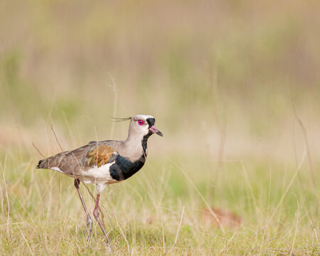 Lindo Quero quero (Vanellus chilensis) andando em meio ao capim