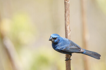 Azulão (Cyanoloxia brissonii) pousado em um galho de costas sob um lindo fundo desfocado