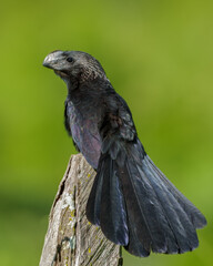 Anu preto (Crotophaga ani) pousado abrindo seu lindo rabo de penas sob um fundo verde desfocado 