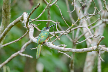Ariramba de cauda ruiva (Galbula ruficauda) pousada por entre os galhos