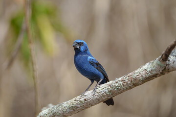 Azulão (Cyanoloxia brissonii) pousado em um galho sob um fundo marrom desfocado