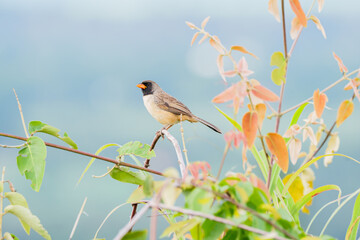 Batuqueiro (Saltatricula atricollis) pousado em um galho de uma planta colorida