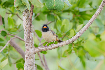 Batuqueiro (Saltatricula atricollis) em cima de um galho de árvore em seu habita natural