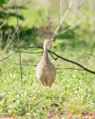 Codorna amarela (Nothura maculosa) de frente olhando para a direita