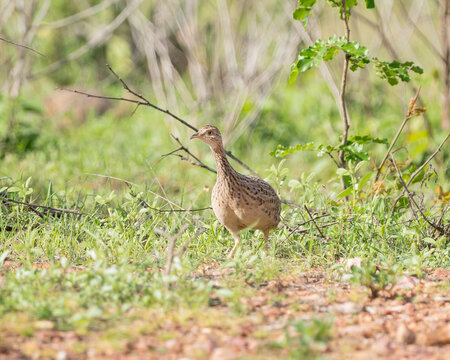 Codorna amarela (Nothura maculosa) curiosa procurando algo