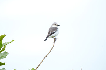 Noivinha branca (Xolmis velatus) pousada em um galho sob um fundo desfocado