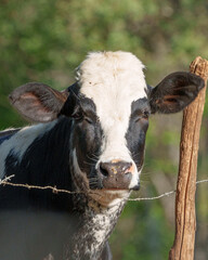 Vaca preta e branca olhando curiosa