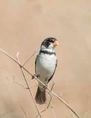 Golinho macho (Sporophila albogularis) por entre os galhos sob um fundo marrom claro levemente desfocado