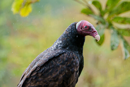 Urubu de cabe&ccedil;a vermelha (Cathartes aura) em close up sob leve chuva com um fundo verde desfocado