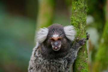 Sagui de tufo branco (Callithrix jacchus) na árvore em close up com a língua pra fora