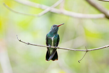Beija flor garganta verde (Chionomesa fimbriata) pousado em um galho fininho sob um fundo verde desfocado