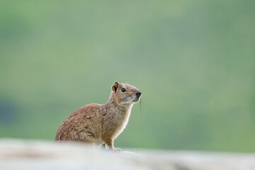 Mocó (Kerodon rupestris) roedor típico da caatinga do nordeste no seu habitat natural que são as rochas sob um lindo fundo verde desfocado