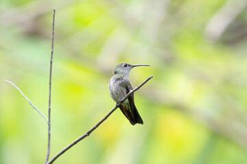 Beija flor cinza (Aphantochroa cirrochloris) pousado em um galho olhando para a direita sob um lindo fundo verde desfocado