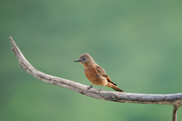 Gibão de couro (Hirundinea ferruginea) pousado no meio do galho sob um fundo verde desfocado