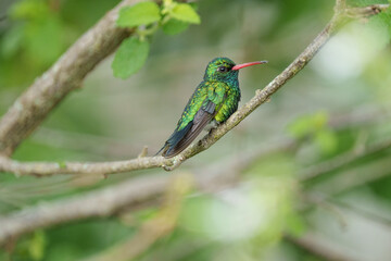 Besourinho de bico vermelho macho (Chlorostilbon lucidus) lindo beija flor empoleirado em um galho