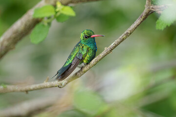 Besourinho de bico vermelho macho (Chlorostilbon lucidus) lindo beija flor colorido olhando pra frente