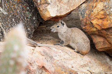 Mocó (Kerodon rupestris) roedor típico da caatinga do nordeste em close up no seu habitat natural que são as rochas