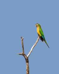 Periquito da caatinga (Eupsittula cactorum) pousado em um galho de árvore seca sob um lindo céu azul