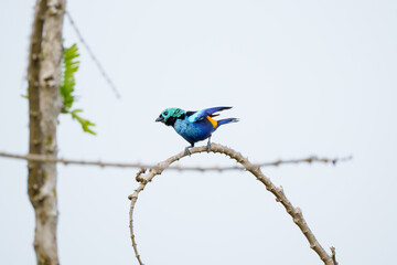 Saíra Pintor (Tangara fastuosa) pousado em um galho curvo sob um fundo azul claro desfocado abrindo suas asas