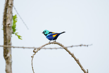 Saíra Pintor (Tangara fastuosa) pousado em um galho curvo sob um fundo azul claro desfocado