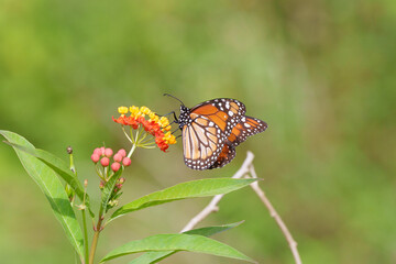 Monarca do Sul (Danaus erippus) linda borboleta se alimentando de néctar e pólen da flor amarela e vermelha