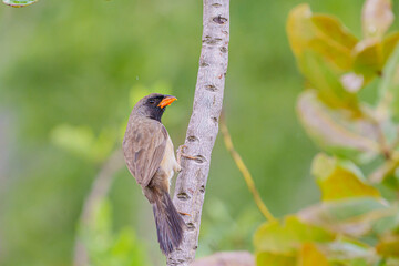 Batuqueiro (Saltatricula atricollis) pousado em um galho sob um fundo verde desfocado