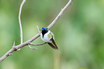 Lindo Beija flor Chifre de ouro macho (Heliactin bilophus) olhando para a frente, mostrando todas as suas cores sob um fundo verde desfocado