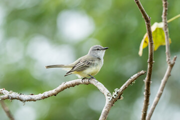 Fototapeta premium Suiriri cinzento (Suiriri suiriri) pousado sob um fundo verde desfocado